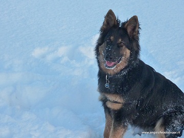 Mooie Oudduitse Herder in diepe sneeuw